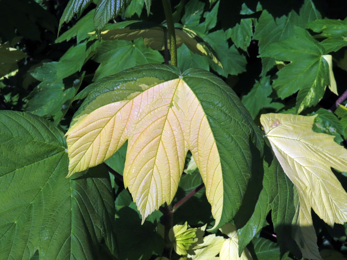 Javor klen (Acer pseudoplatanus L.) s panašovanými listy (6p)