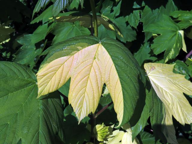 Javor klen (Acer pseudoplatanus L.) s panašovanými listy (6p)