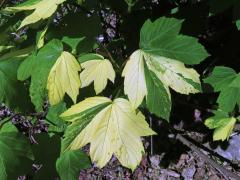 Javor klen (Acer pseudoplatanus L.) s panašovanými listy (6q)