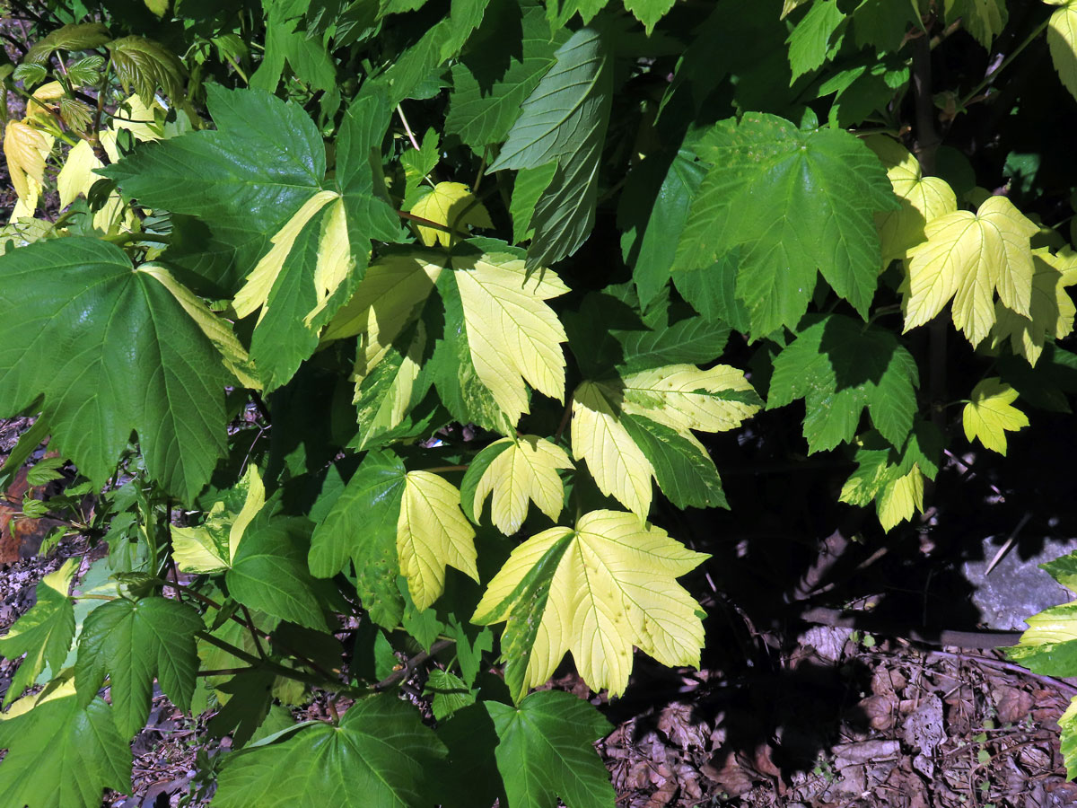 Javor klen (Acer pseudoplatanus L.) s panašovanými listy (6r)