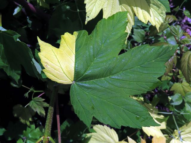 Javor klen (Acer pseudoplatanus L.) s panašovanými listy (6t)