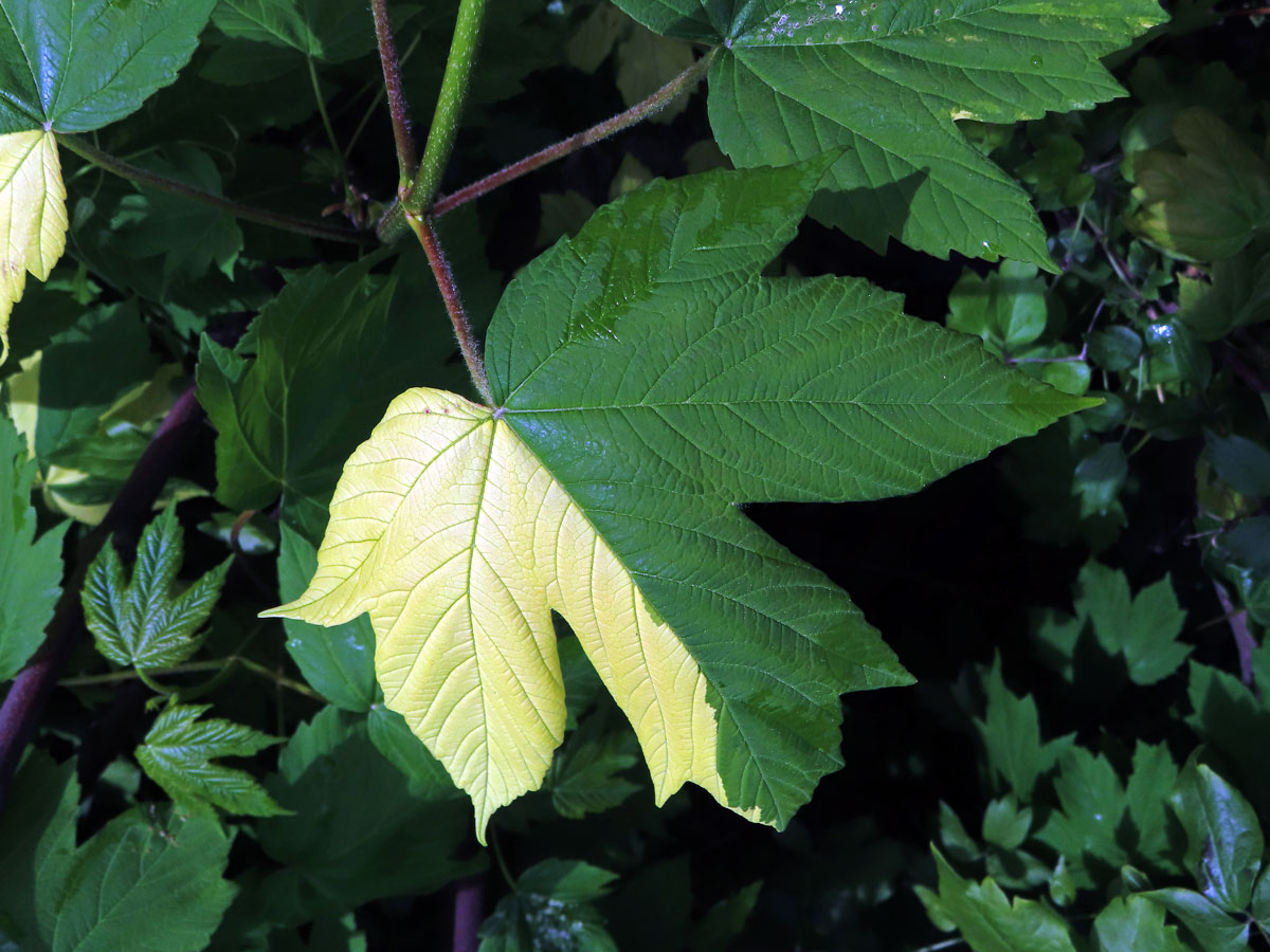 Javor klen (Acer pseudoplatanus L.) s panašovanými listy (6u)