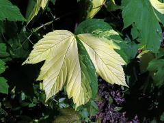 Javor klen (Acer pseudoplatanus L.) s panašovanými listy (6v)