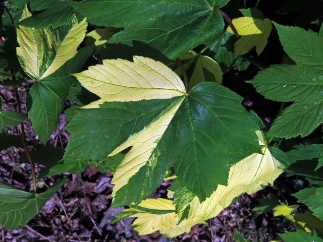 Javor klen (Acer pseudoplatanus L.) s panašovanými listy (6w)