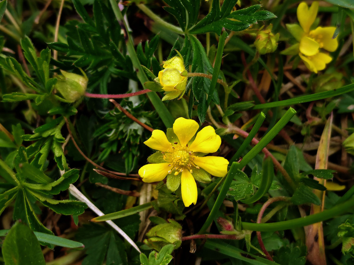 Mochna jarní (Potentilla tabernaemontani Aschers.) s šestičetným květem (3)