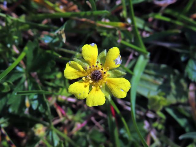 Mochna jarní (Potentilla tabernaemontani Aschers.) s šestičetným květem (4)