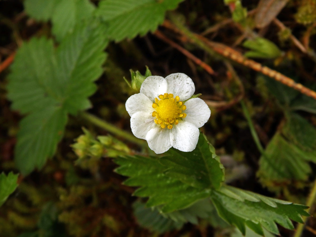 Jahodník obecný (Fragaria vesca L.), sedmičetný květ (5)