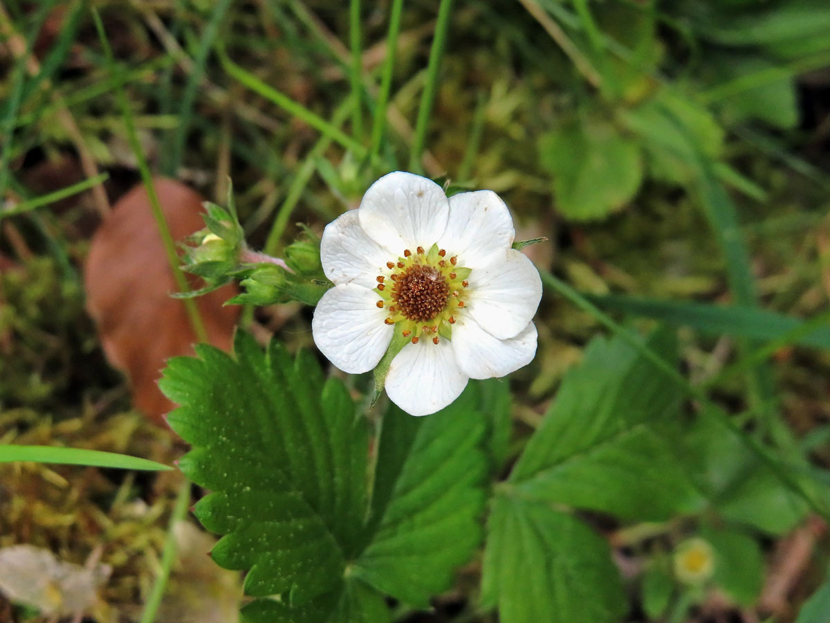 Jahodník obecný (Fragaria vesca L.), sedmičetný květ (6)