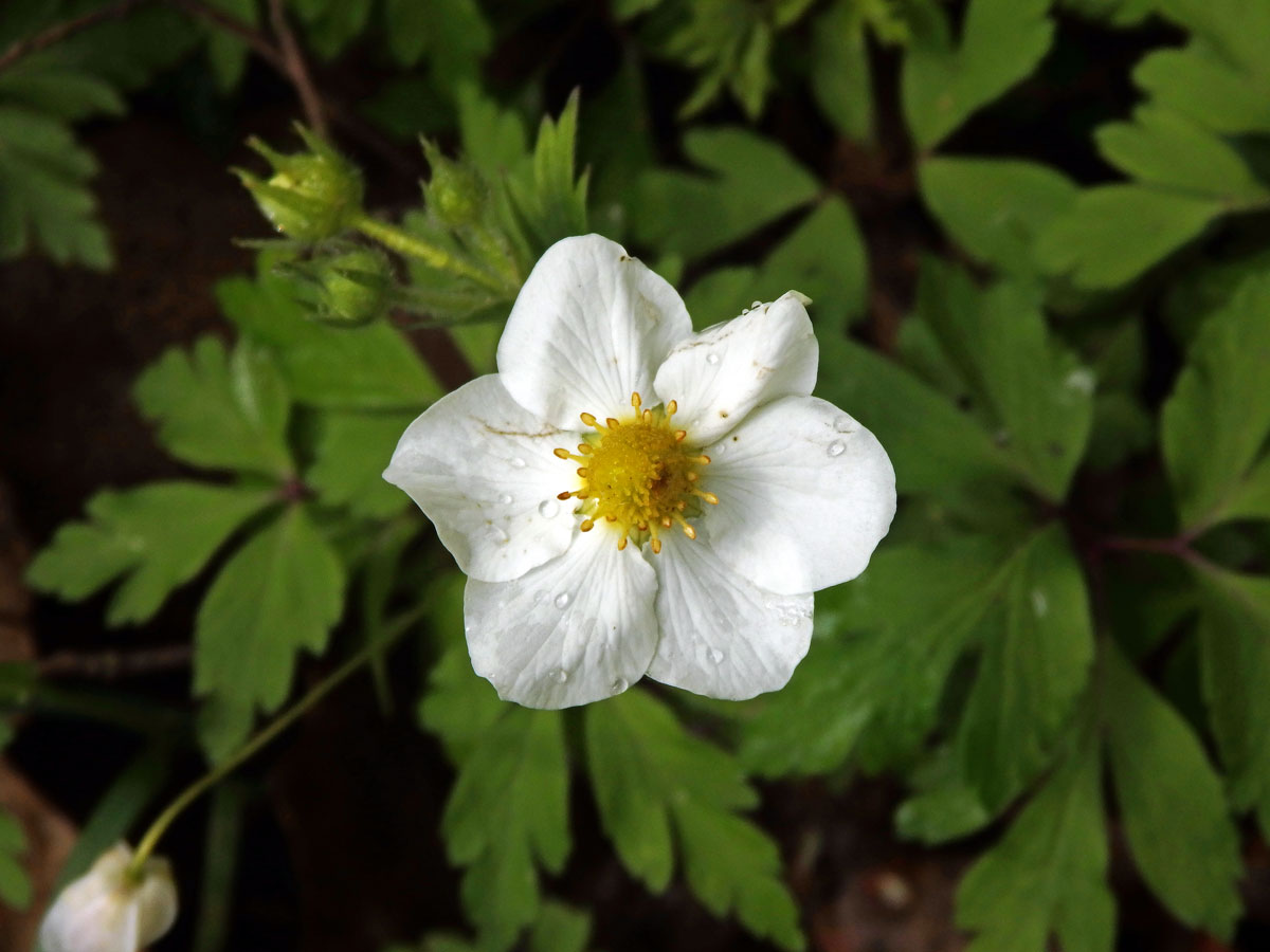 Jahodník truskavec (Fragaria moschata (Duchesne) Weston), šestičtený květ (12)