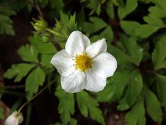 Jahodník truskavec (Fragaria moschata (Duchesne) Weston), šestičtený květ (12)