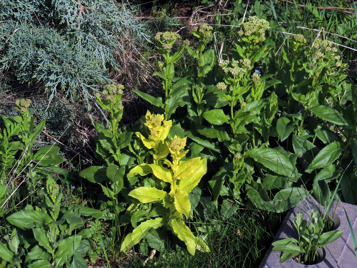 Vesnovka obecná (Cardaria draba (L.) Desv.) s poruchou tvorby chlorofylu (3d)