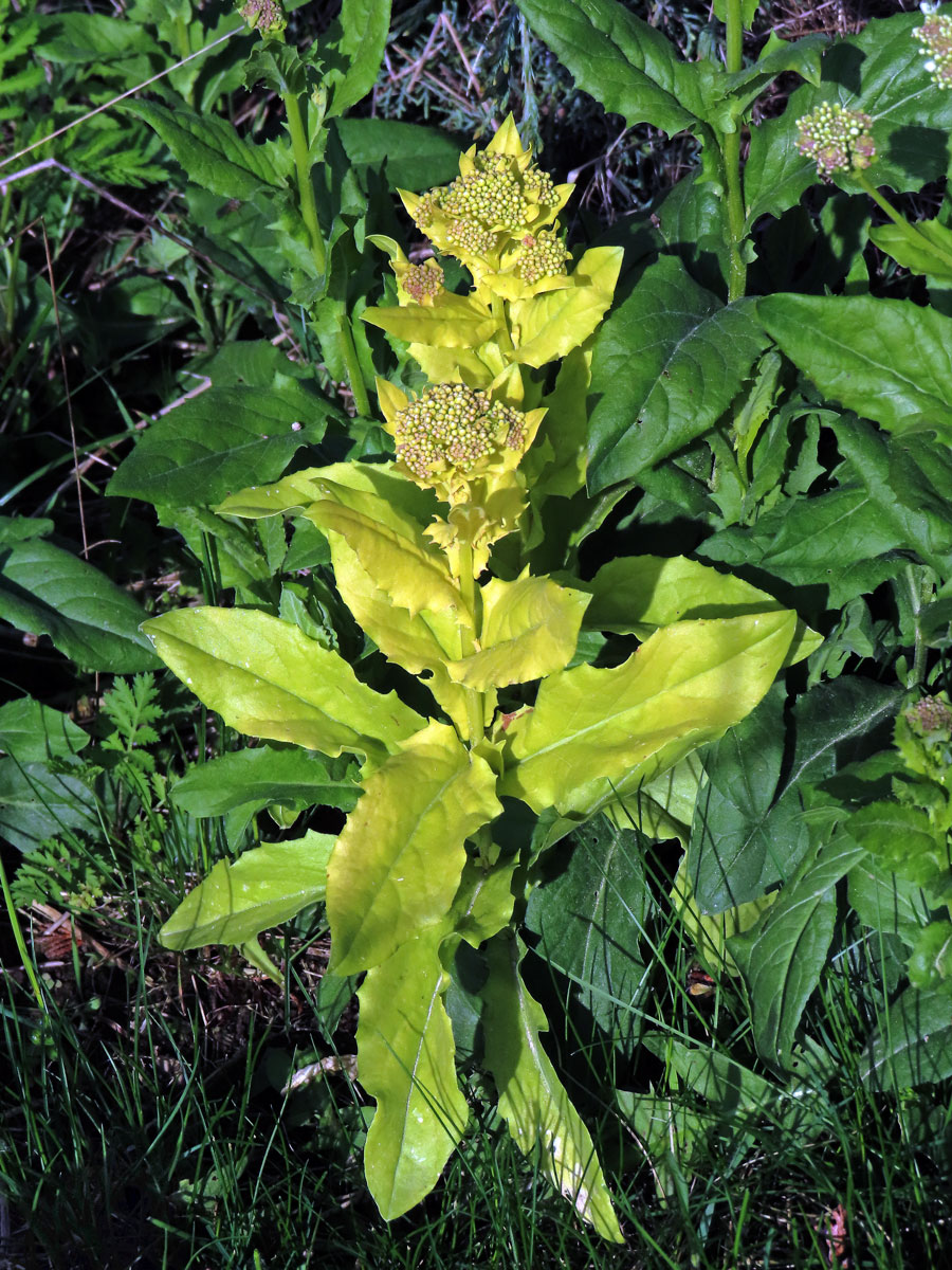 Vesnovka obecná (Cardaria draba (L.) Desv.) s poruchou tvorby chlorofylu (3e)