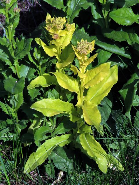 Vesnovka obecná (Cardaria draba (L.) Desv.) s poruchou tvorby chlorofylu (3f)