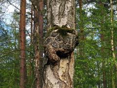 Nádor na bříze bělokoré (Betula pendula Roth) (113)