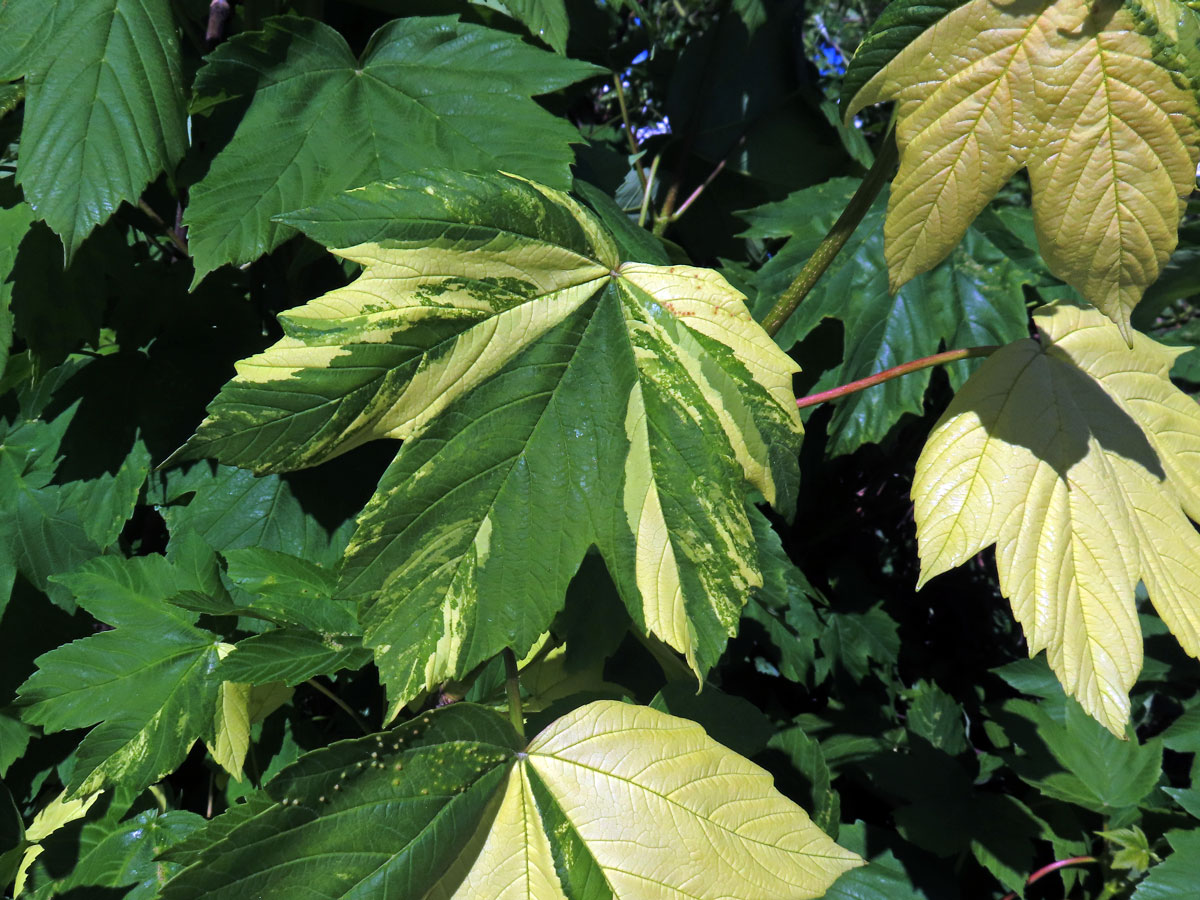 Javor klen (Acer pseudoplatanus L.) s panašovanými listy (6x)