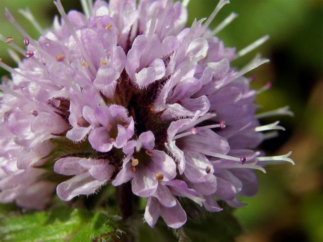 Máta vodní (Mentha aquatica L.)