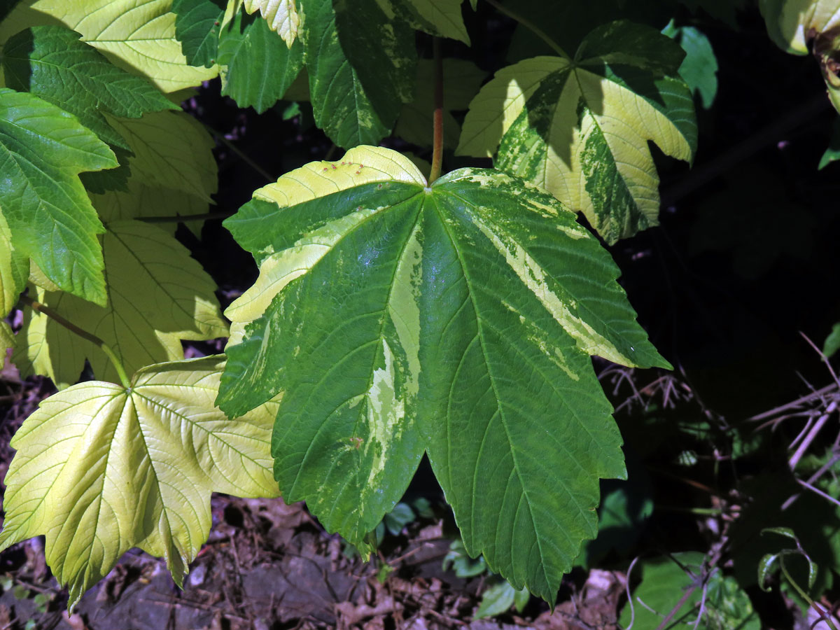 Javor klen (Acer pseudoplatanus L.) s panašovanými listy (6z)