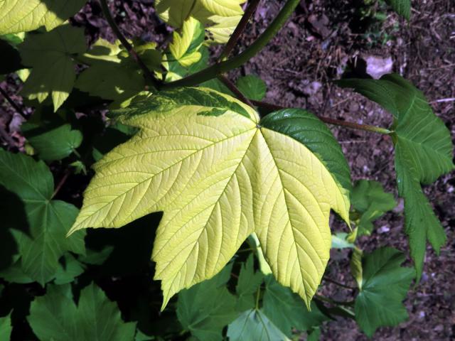 Javor klen (Acer pseudoplatanus L.) s panašovanými listy (6za)