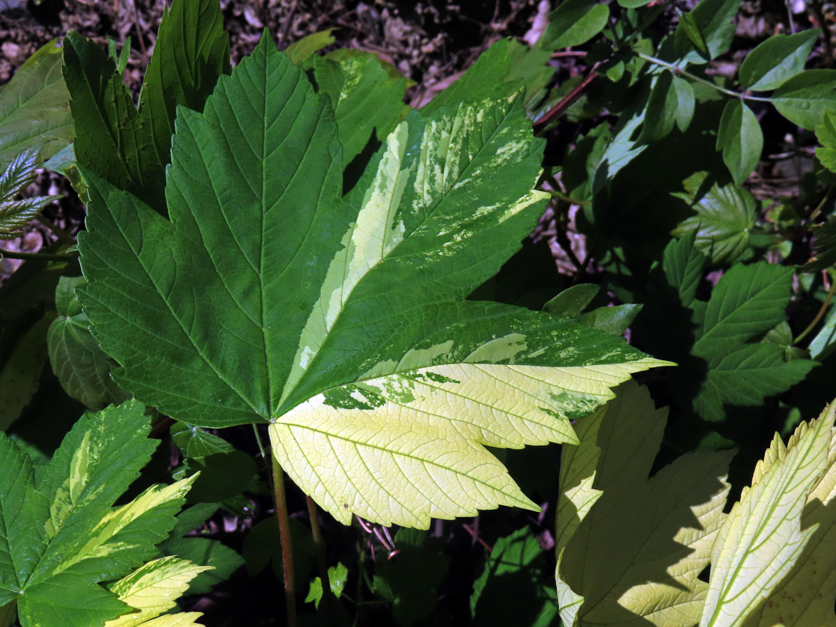 Javor klen (Acer pseudoplatanus L.) s panašovanými listy (6zd)