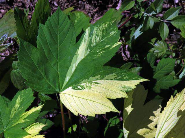 Javor klen (Acer pseudoplatanus L.) s panašovanými listy (6zd)