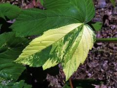Javor klen (Acer pseudoplatanus L.) s panašovanými listy (6zf)
