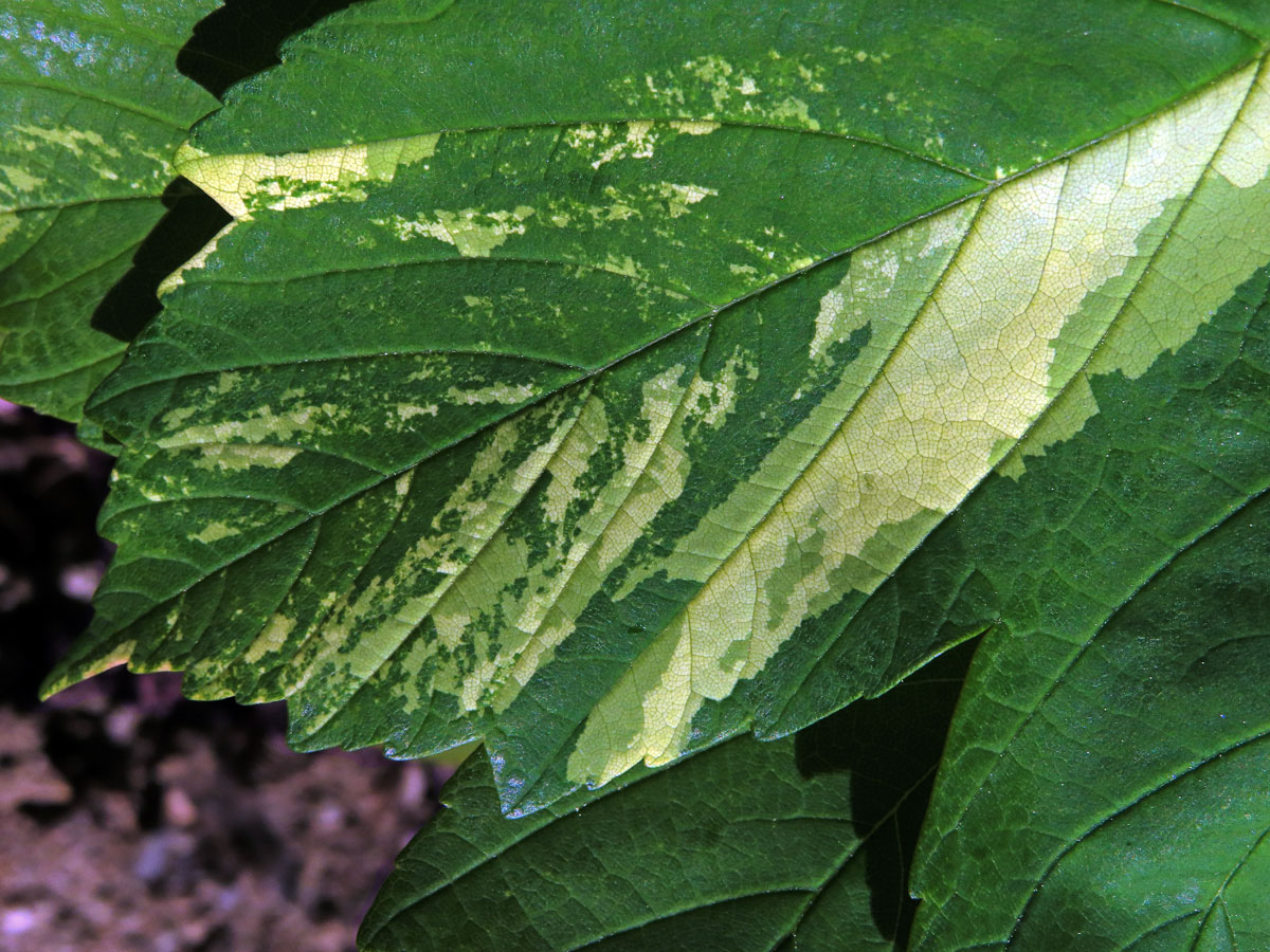 Javor klen (Acer pseudoplatanus L.) s panašovanými listy (6zi)