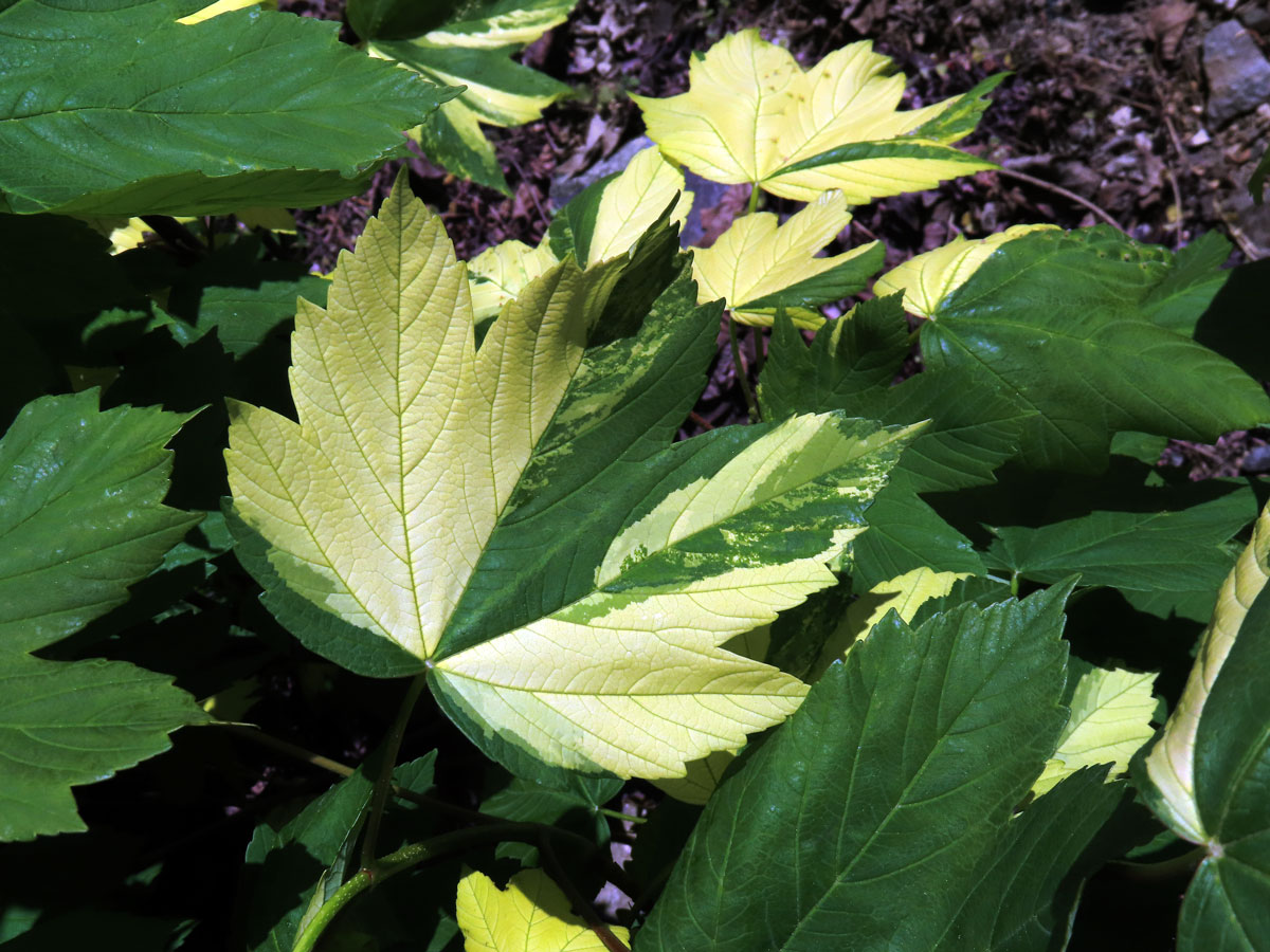 Javor klen (Acer pseudoplatanus L.) s panašovanými listy (6zb)