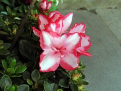 Rhododendron simsii Planch., čtyřčetný květ