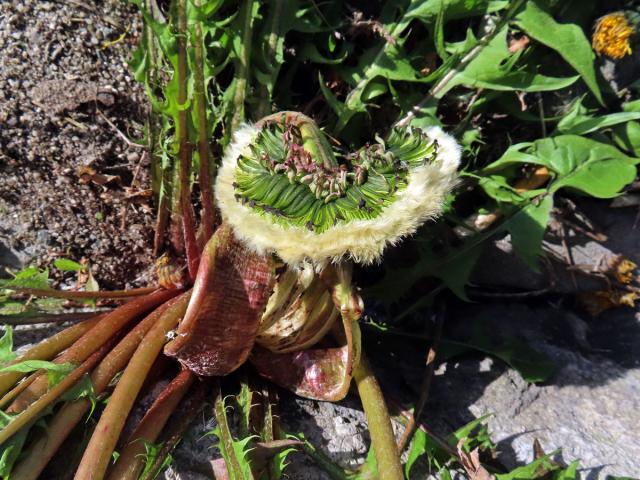 Smetánka lékařská (Teraxacum officinale L.) - fasciace stonku (46a)