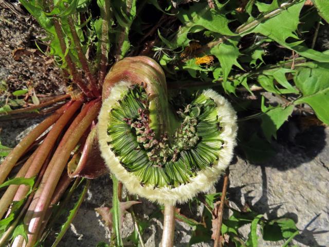 Smetánka lékařská (Teraxacum officinale L.) - fasciace stonku (46b)