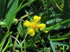 Mochna jarní (Potentilla tabernaemontani Aschers.) s čtyřčetným květem (13a)