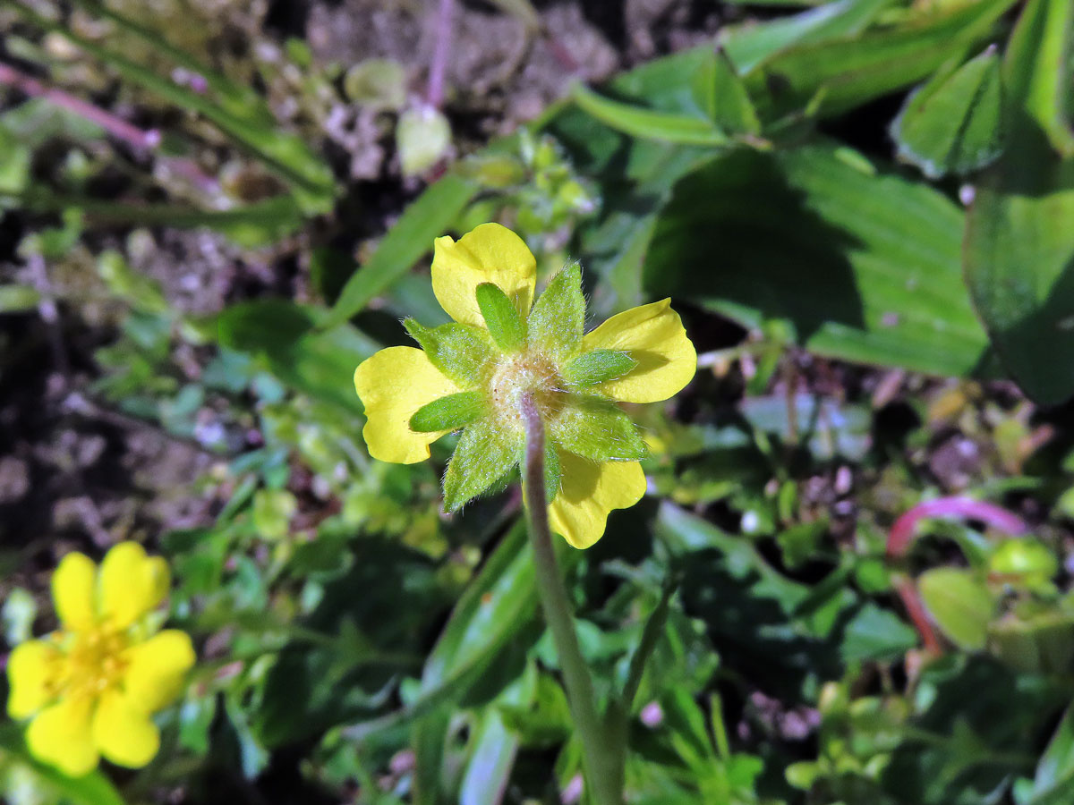 Mochna jarní (Potentilla tabernaemontani Aschers.) s čtyřčetným květem (13b)