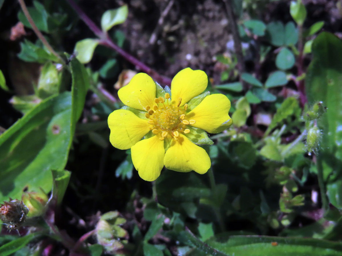 Mochna jarní (Potentilla tabernaemontani Aschers.) s šestičetným květem (5)