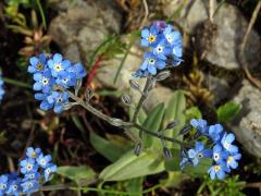 Pomněnka vysokohorská (Myosotis alpestris F. W. Schm.)