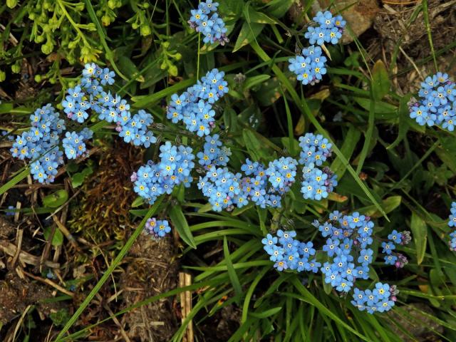 Pomněnka vysokohorská (Myosotis alpestris F. W. Schm.)