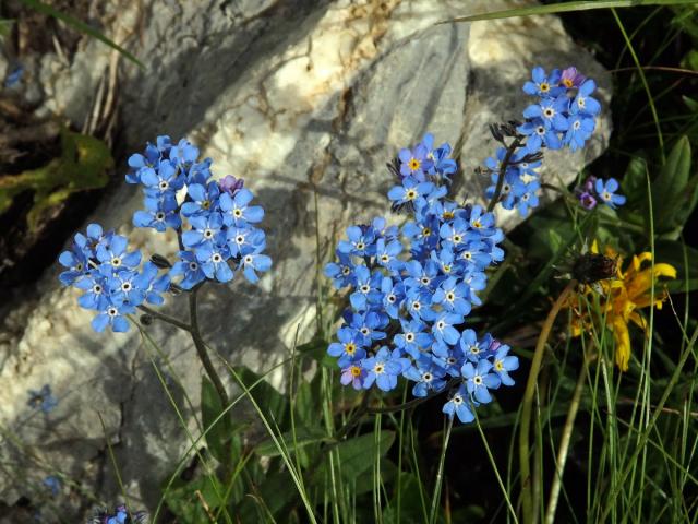 Pomněnka vysokohorská (Myosotis alpestris F. W. Schm.)