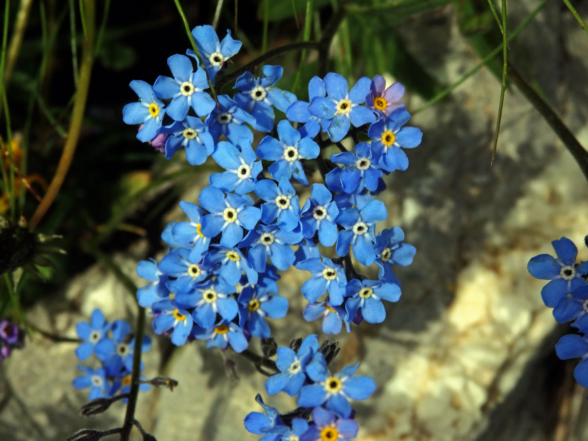 Pomněnka vysokohorská (Myosotis alpestris F. W. Schm.)