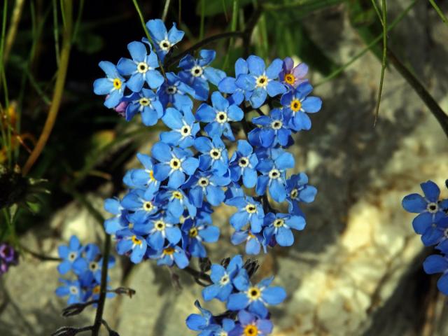 Pomněnka vysokohorská (Myosotis alpestris F. W. Schm.)