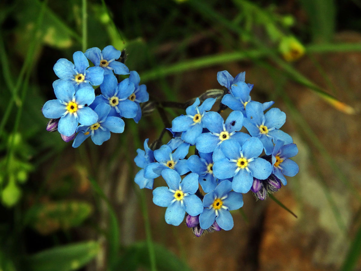 Pomněnka vysokohorská (Myosotis alpestris F. W. Schm.)