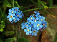 Pomněnka vysokohorská (Myosotis alpestris F. W. Schm.)