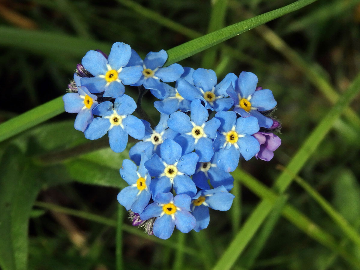 Pomněnka vysokohorská (Myosotis alpestris F. W. Schm.)