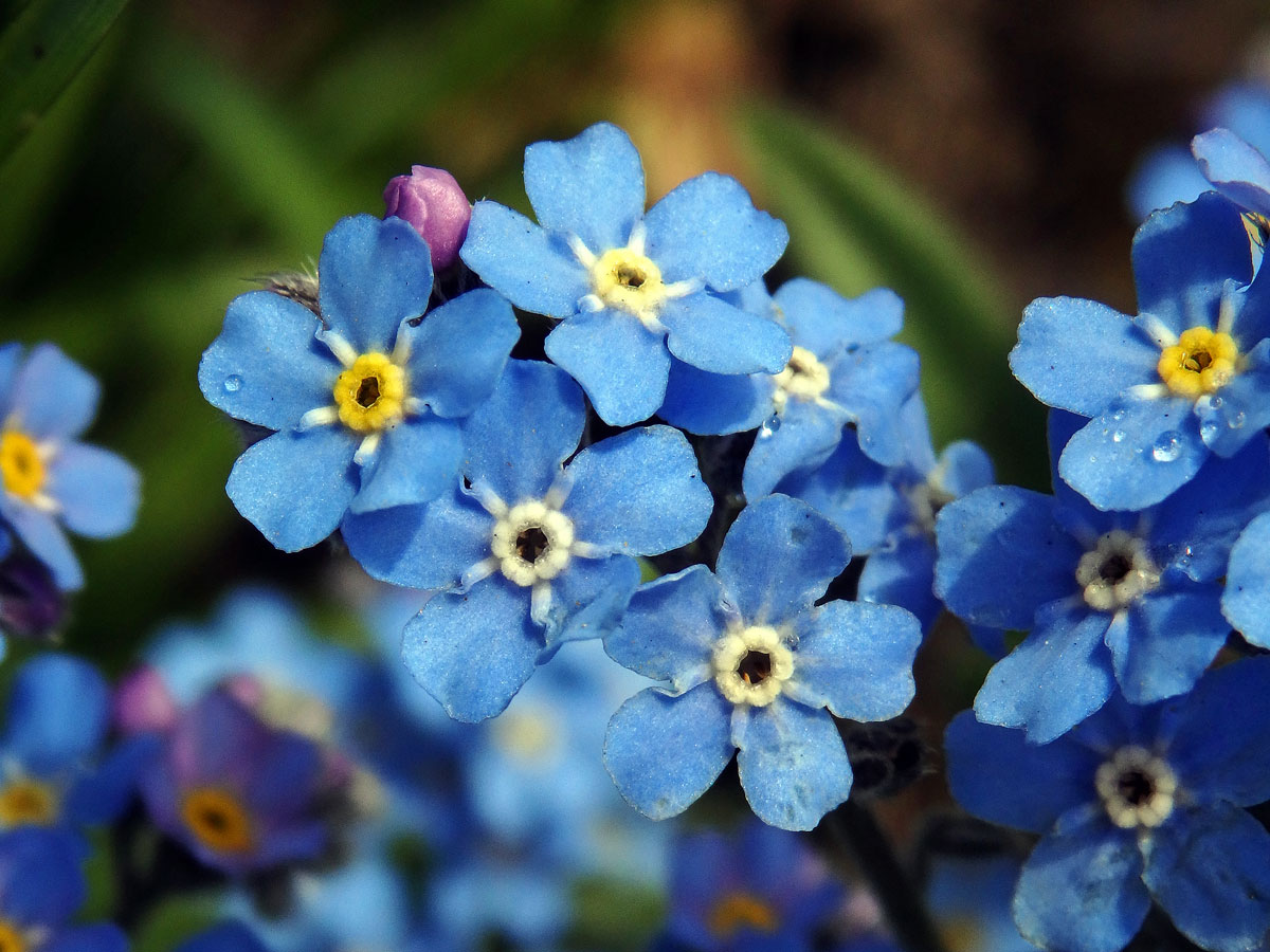 Pomněnka vysokohorská (Myosotis alpestris F. W. Schm.)