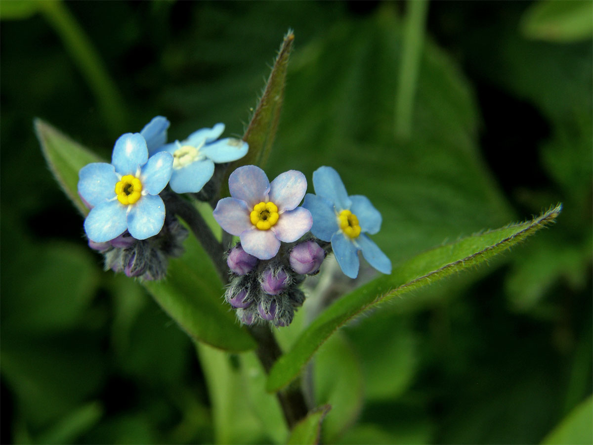 Pomněnka vysokohorská (Myosotis alpestris F. W. Schm.)