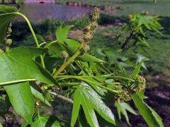 Ambroň západní (Liquidambar styraciflua L.)