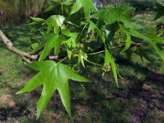 Ambroň západní (Liquidambar styraciflua L.)