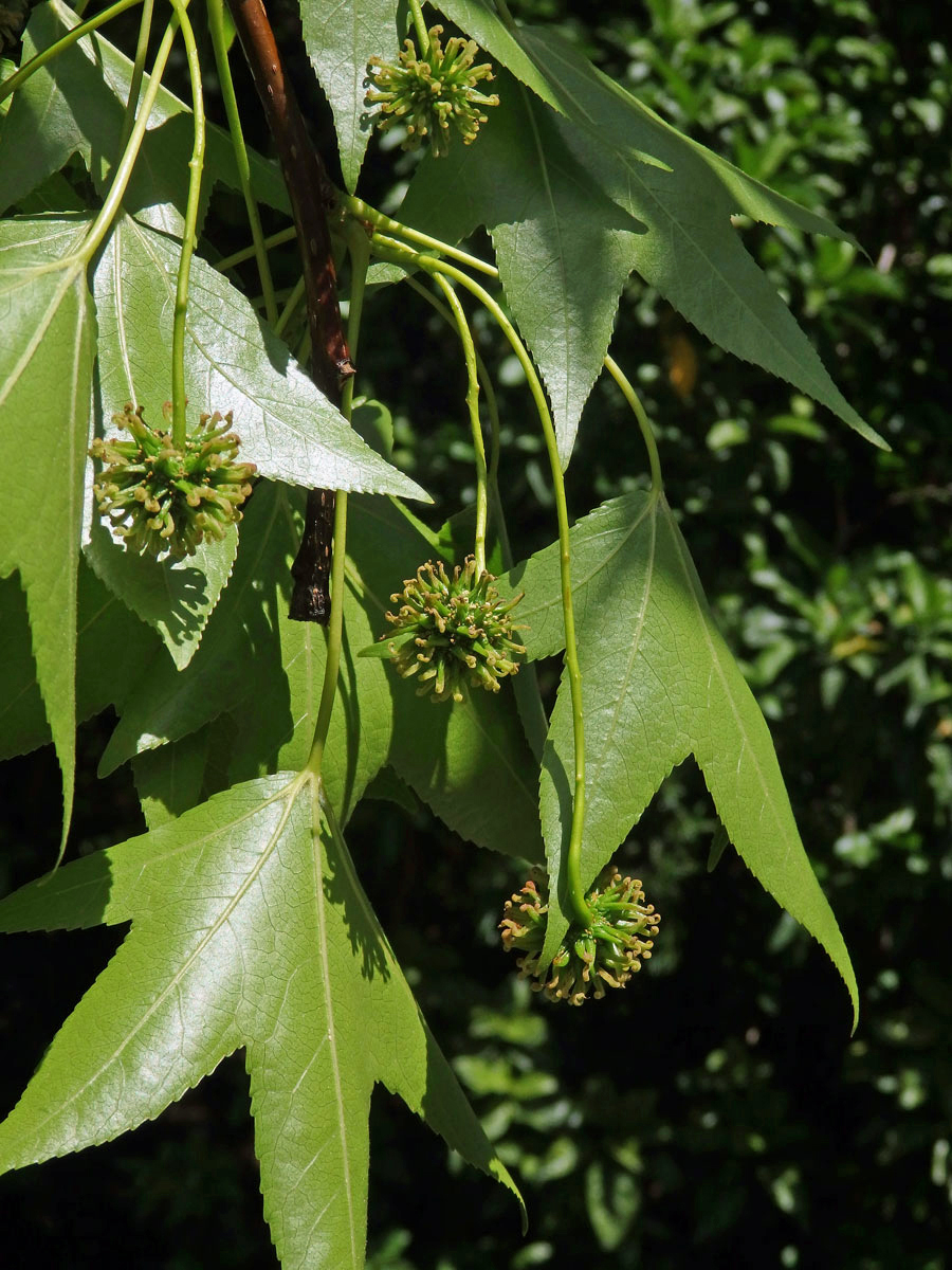 Ambroň západní (Liquidambar styraciflua L.)