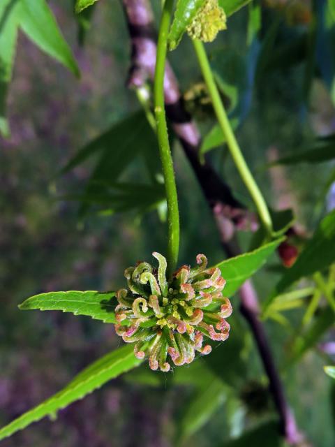 Ambroň západní (Liquidambar styraciflua L.)