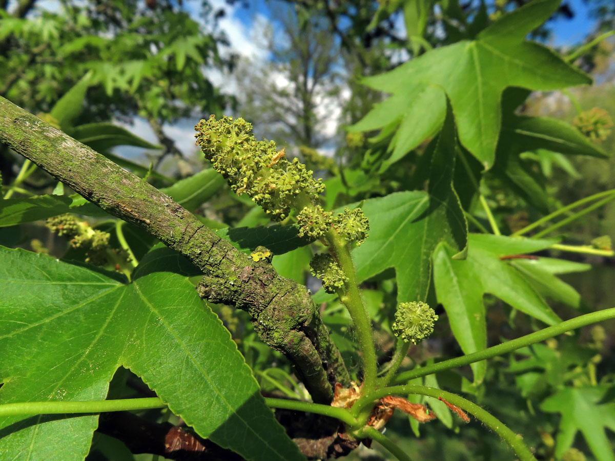 Ambroň západní (Liquidambar styraciflua L.)