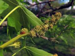 Ambroň západní (Liquidambar styraciflua L.)