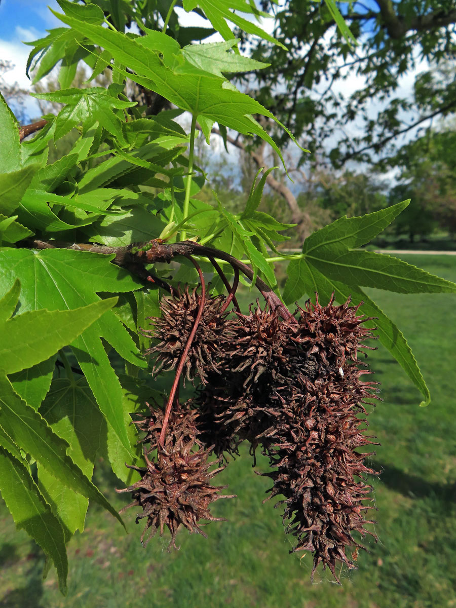 Ambroň západní (Liquidambar styraciflua L.)